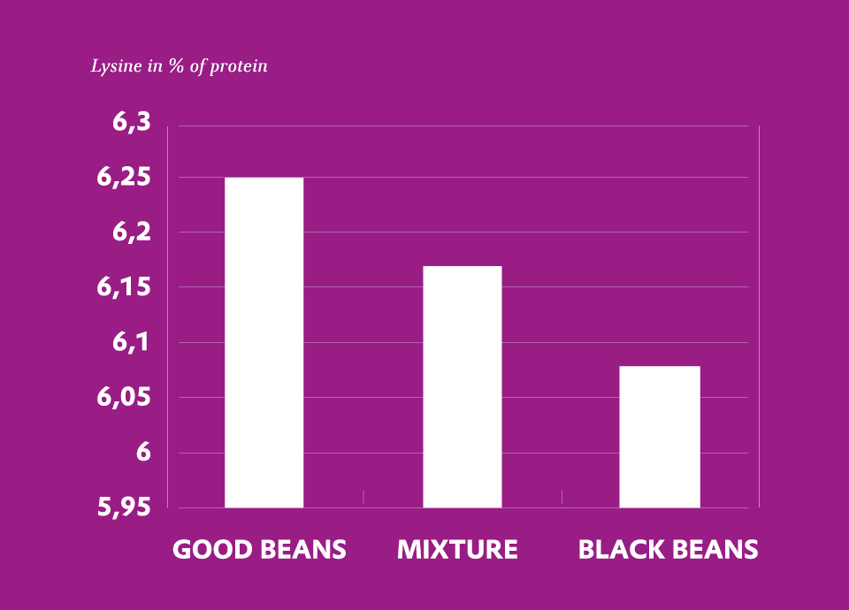 A graph comparing the lysine content in soybeans that were treated with heat in different ways.